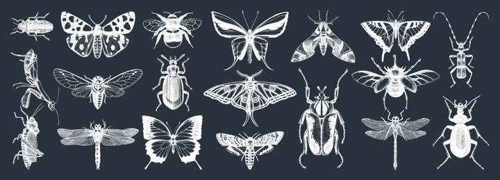 Hand-sketched insects collection on chalkboard. Hand drawn beetles, bugs, butterflies, dragonfly, cicada, moths, bee set in vintage style. Entomological vector drawings